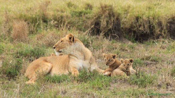 Lion Family in Masai Mara