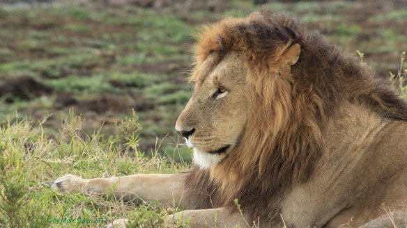 Male Lion keeping watch