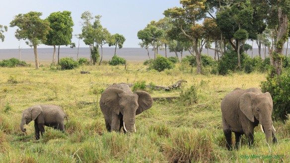 Elefant in Savanna